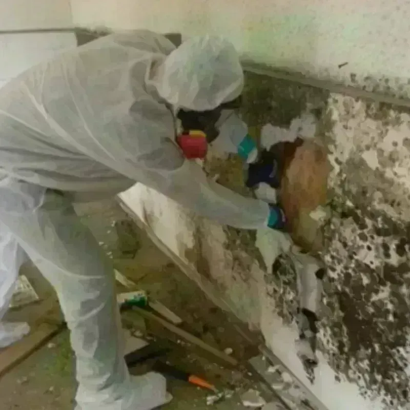 Mold Remediation and Removal in Worthington, OH